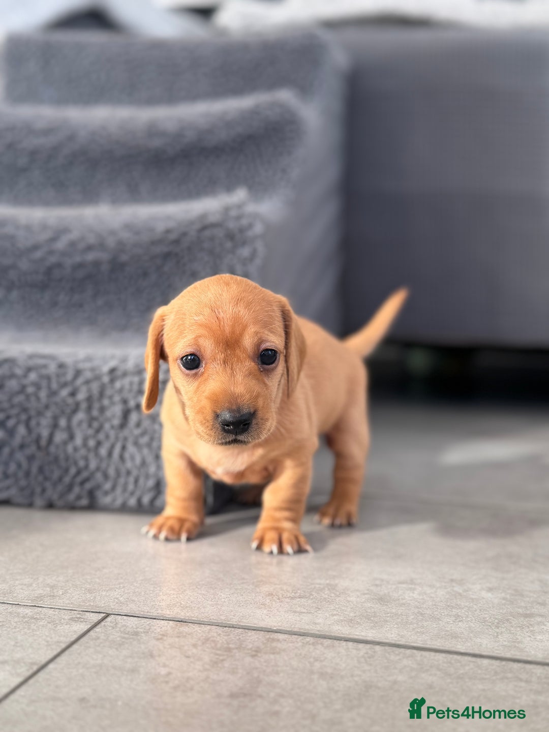Miniature Dachshund dogs for sale: Smooth blonde miniature dachshund puppy  - Image 10