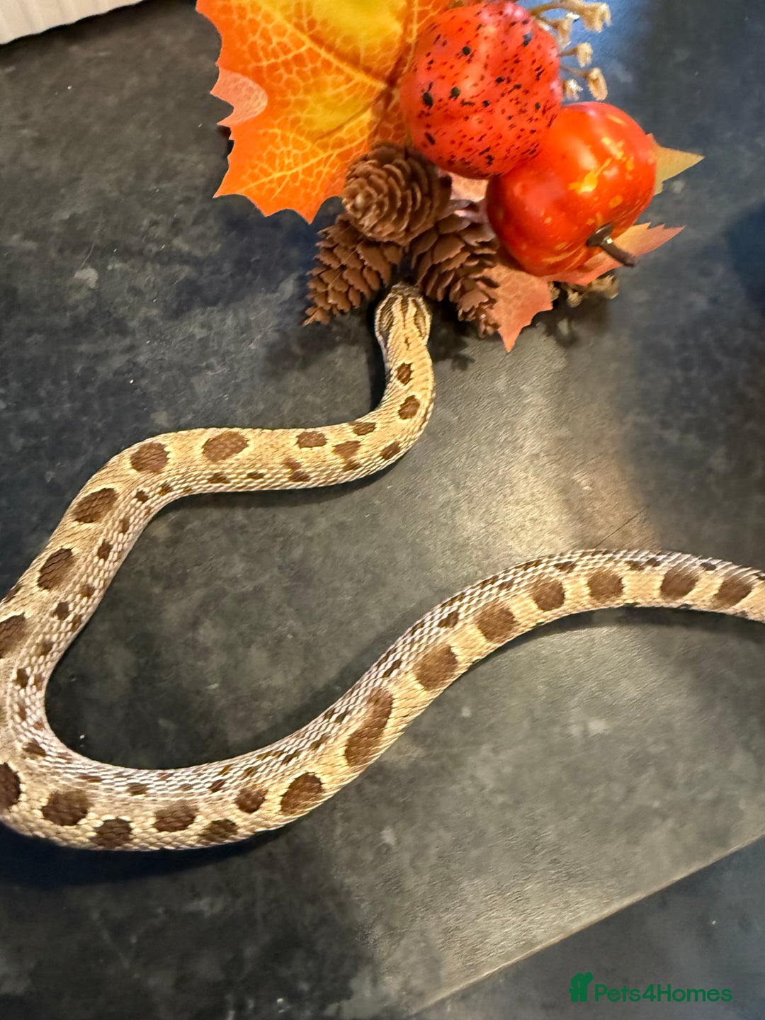 Snake reptiles for sale: Cb25 Hognose snakes AMAZING  - Image 9