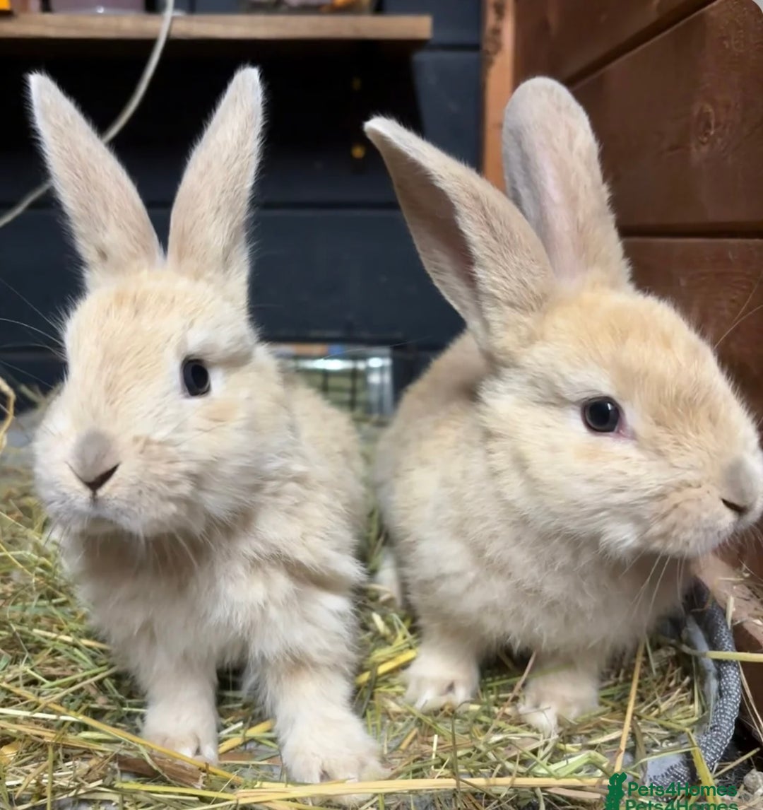 Mini Lop rabbits for sale: 2 baby giant mix rabbits - Image 9