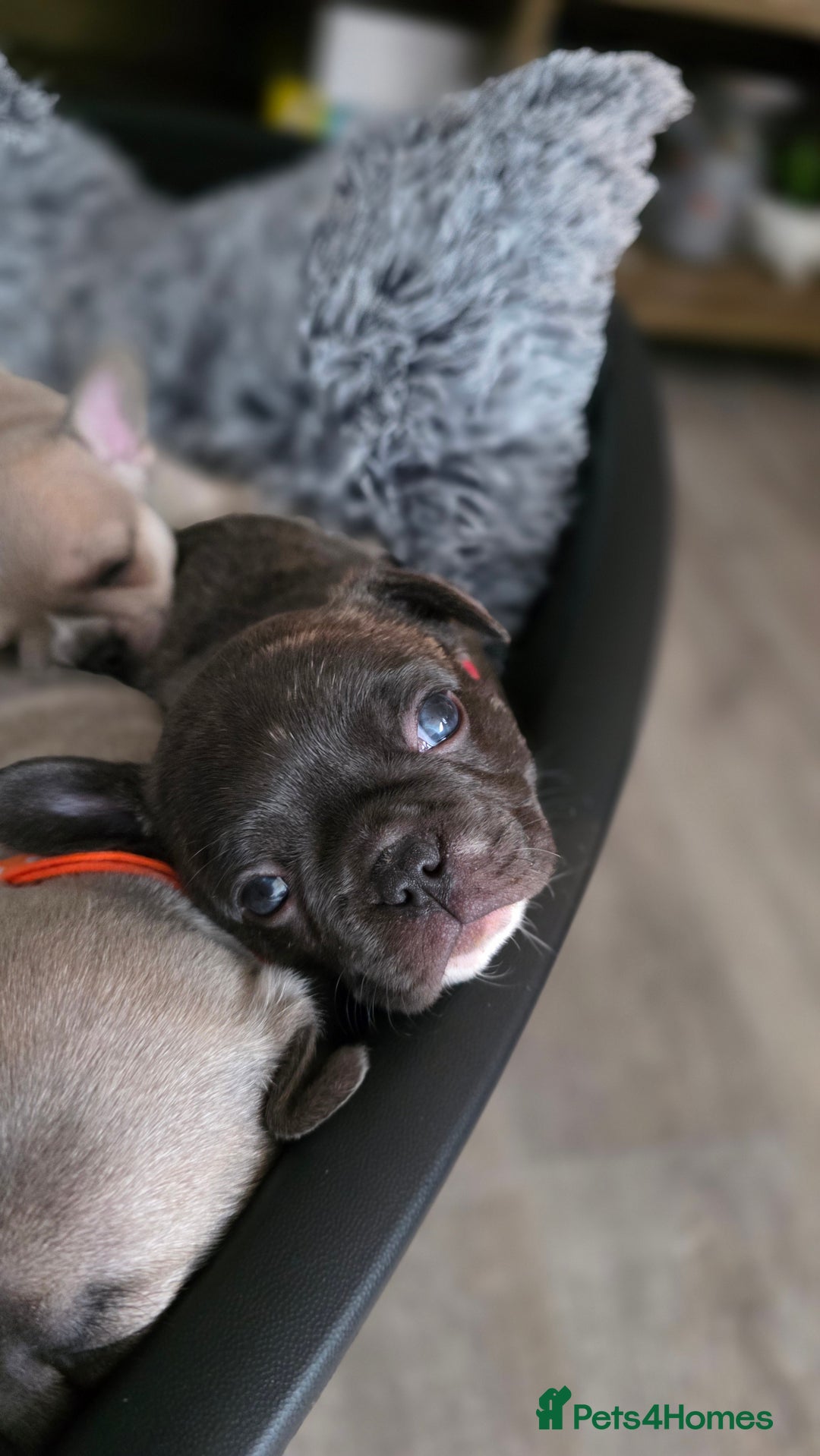 Mixed Breed dogs for sale: Frenchie x chihuahua - Image 14