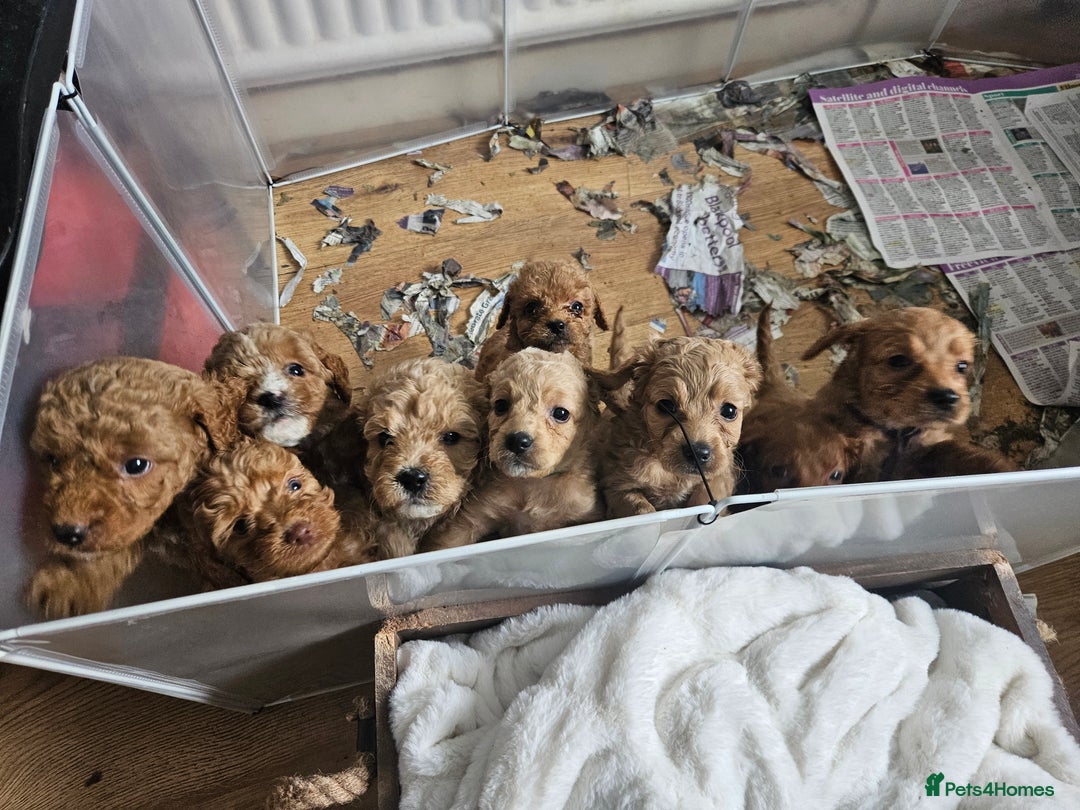 Cavapoo dogs for sale: Cavapoo Puppies  - Image 1