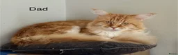 Maine Coon cats for sale: Stunning Maine Coon Kittens Looking for 5⭐️ Homes - Advert 17