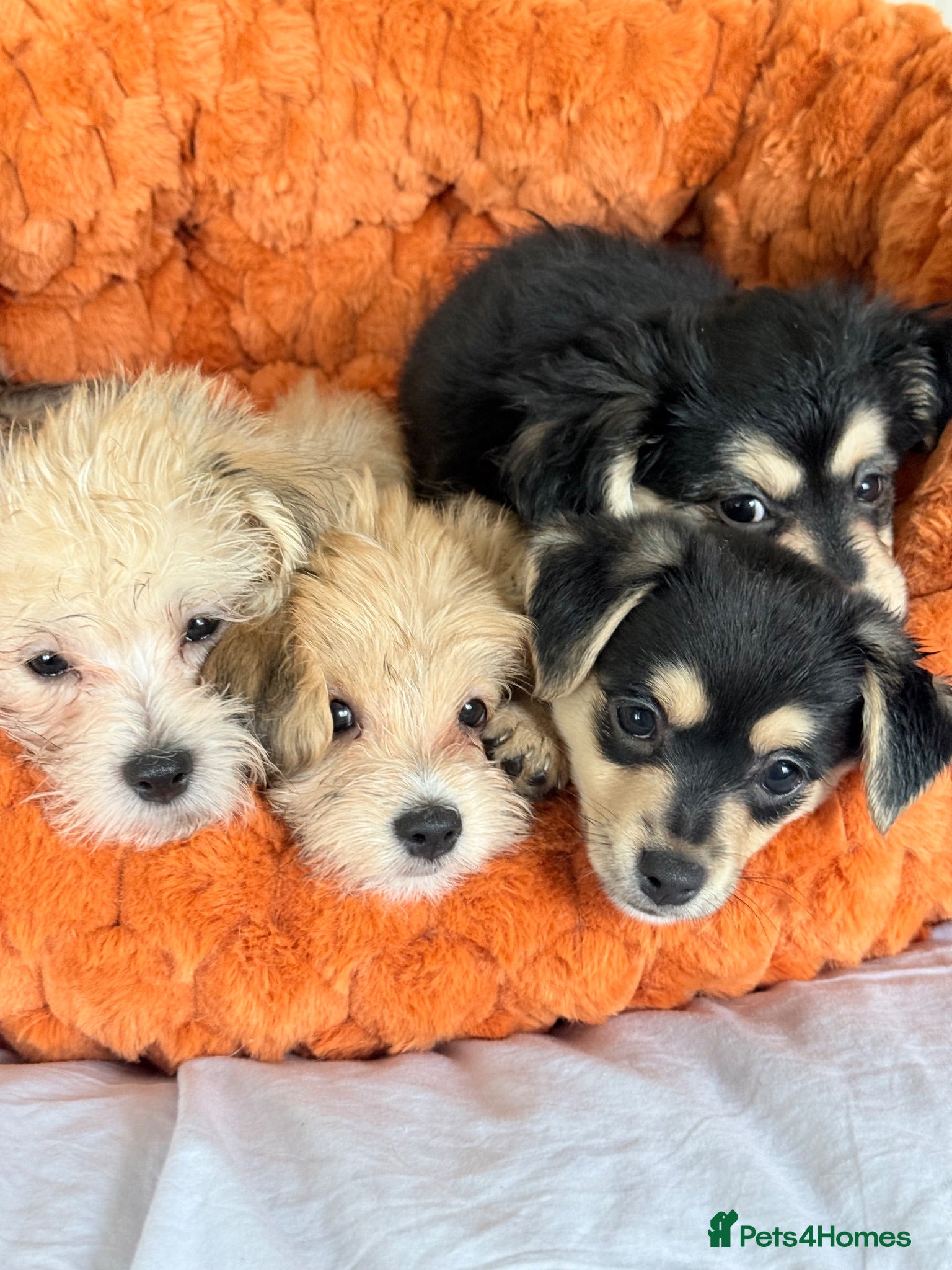 Mixed Breed dogs Maltese x JackChi puppies - almost ready to go - Advert 2