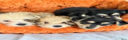 Mixed Breed dogs for sale: Maltese x JackChi puppies - ready to go - Advert 1
