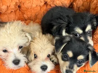 Mixed Breed dogs Maltese x JackChi puppies - almost ready to go - Advert 2