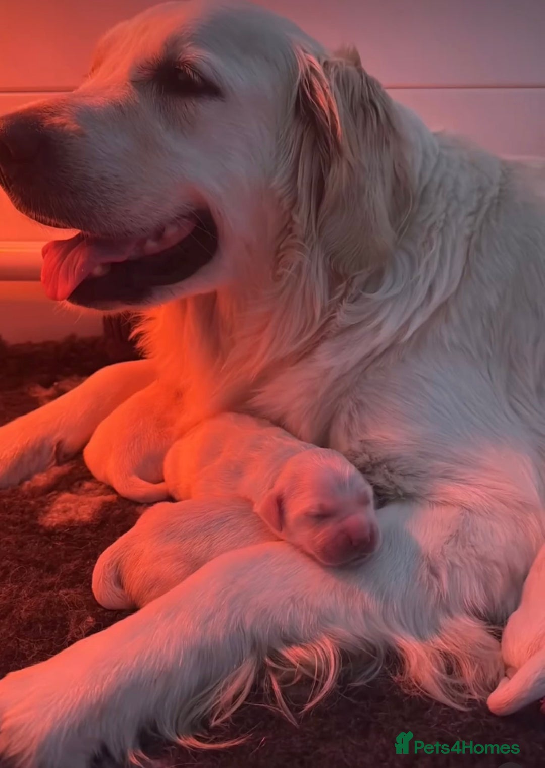 Golden Retriever dogs for sale: Exceptional Big kc puppies (licensed breeder) ⭐  - Image 6