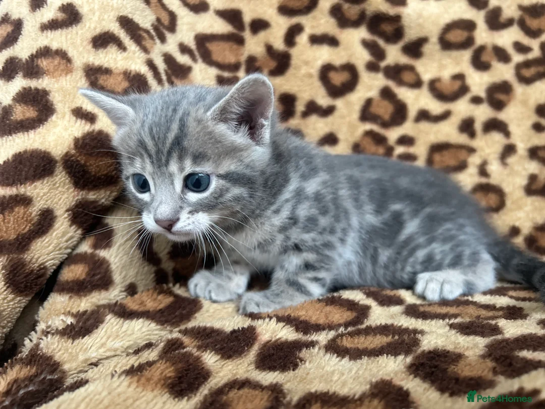 Bengal cats for sale: Beautiful Litter of Bengal Kittens - TICA Reg - Advert 30