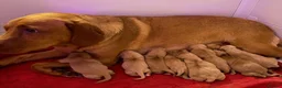 Labrador Retriever dogs for sale: Beautiful Fox Red Labrador Retriever Puppies  in Northampton - Advert 4