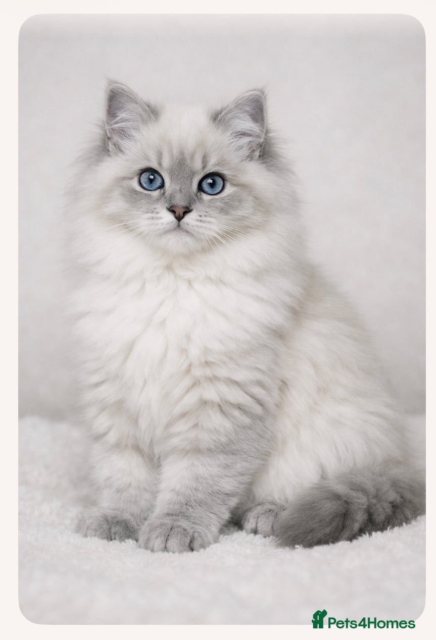 Ragdoll cats Long haired Ragdoll - Advert 2