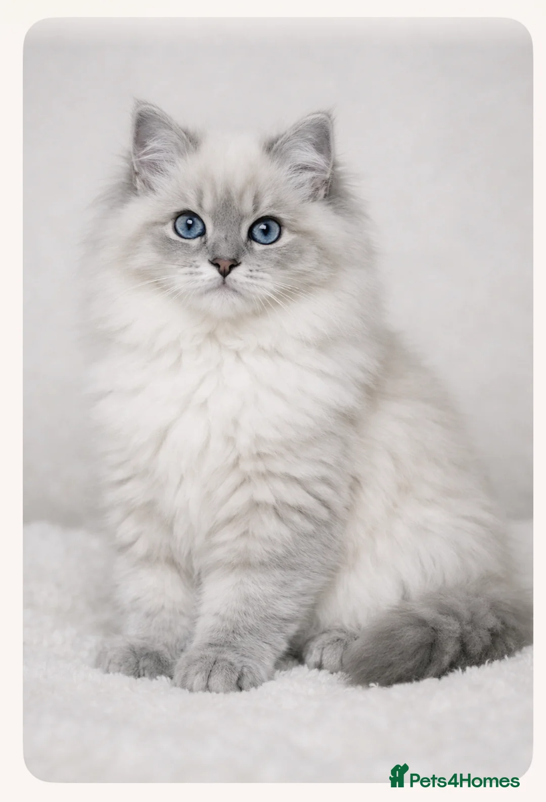 Ragdoll cats for sale: Long haired Ragdoll in Wembley - Advert 1