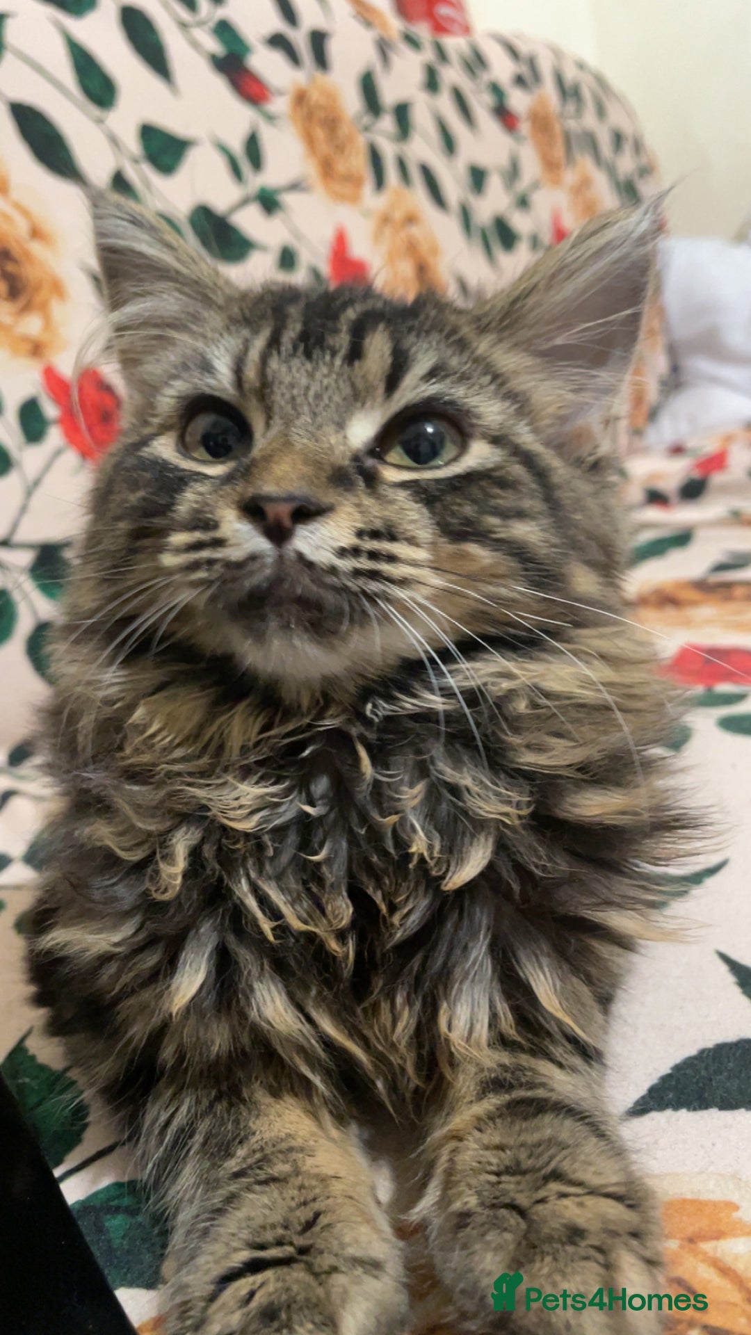 Siberian cats for sale: tabby cat - Image 3