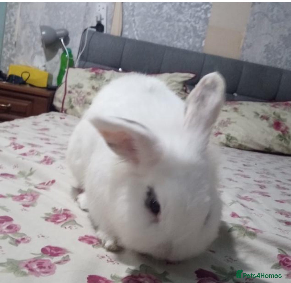 Mixed Breed rabbits 2 male rabbits  - Advert 2