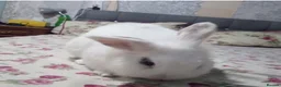 Mixed Breed rabbits for sale: 2 male rabbits  in Glasgow - Advert 1