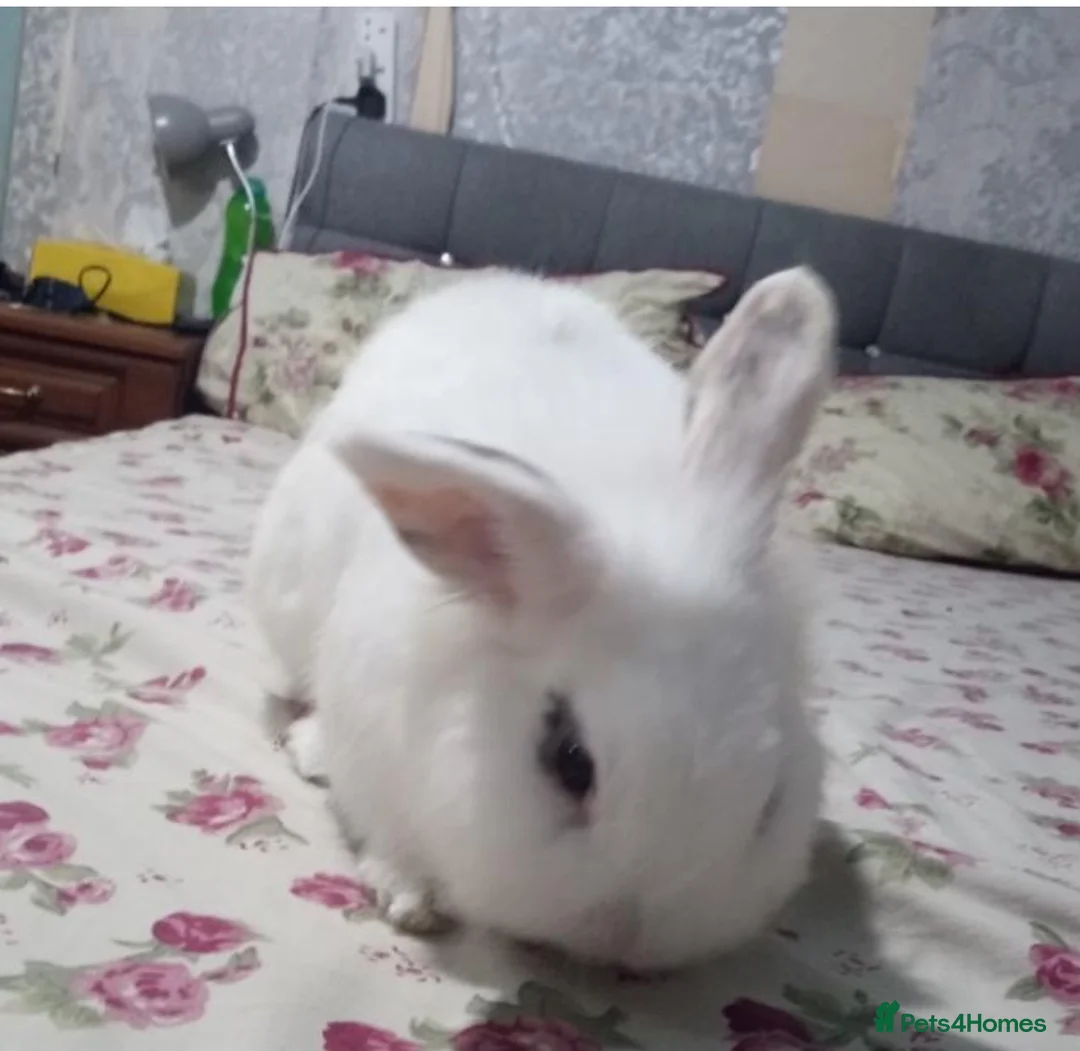 Mixed Breed rabbits for sale: 2 male rabbits  in Glasgow - Advert 1