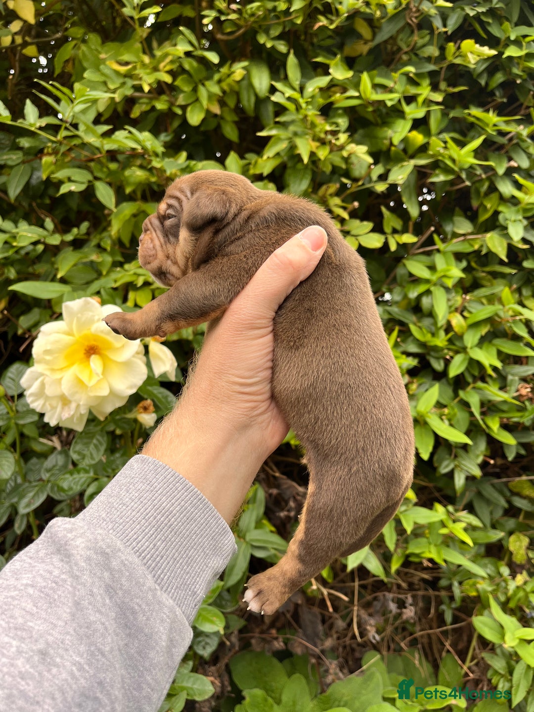 Olde English Bulldogge dogs for sale: RAINBOW OLD ENGLISH LITTER !!! - Image 11