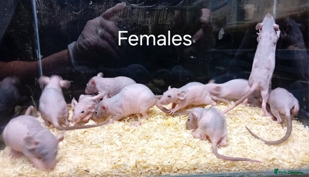 Rat rodents for sale: Dumbo Rats , Normal furred - Rex - Nakeds - Advert 8