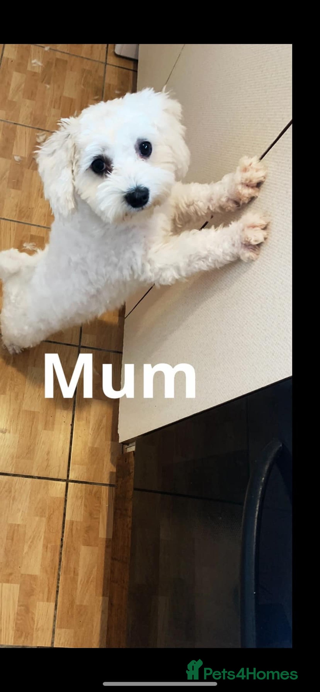 Bichon Frise dogs for sale: Cute little puppies 🩷🩷🩷 - Advert 12