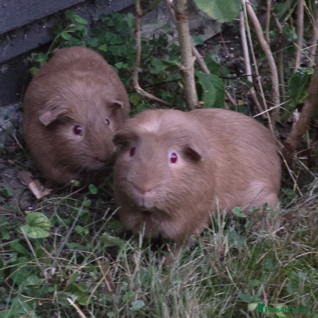 Guinea Pig rodents for sale: Brown Guinea pigs twin male comes with indoor cage - Image 2