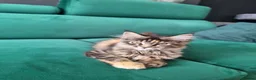 Maine Coon cats for sale: LAST TICA reg. female  - Advert 5