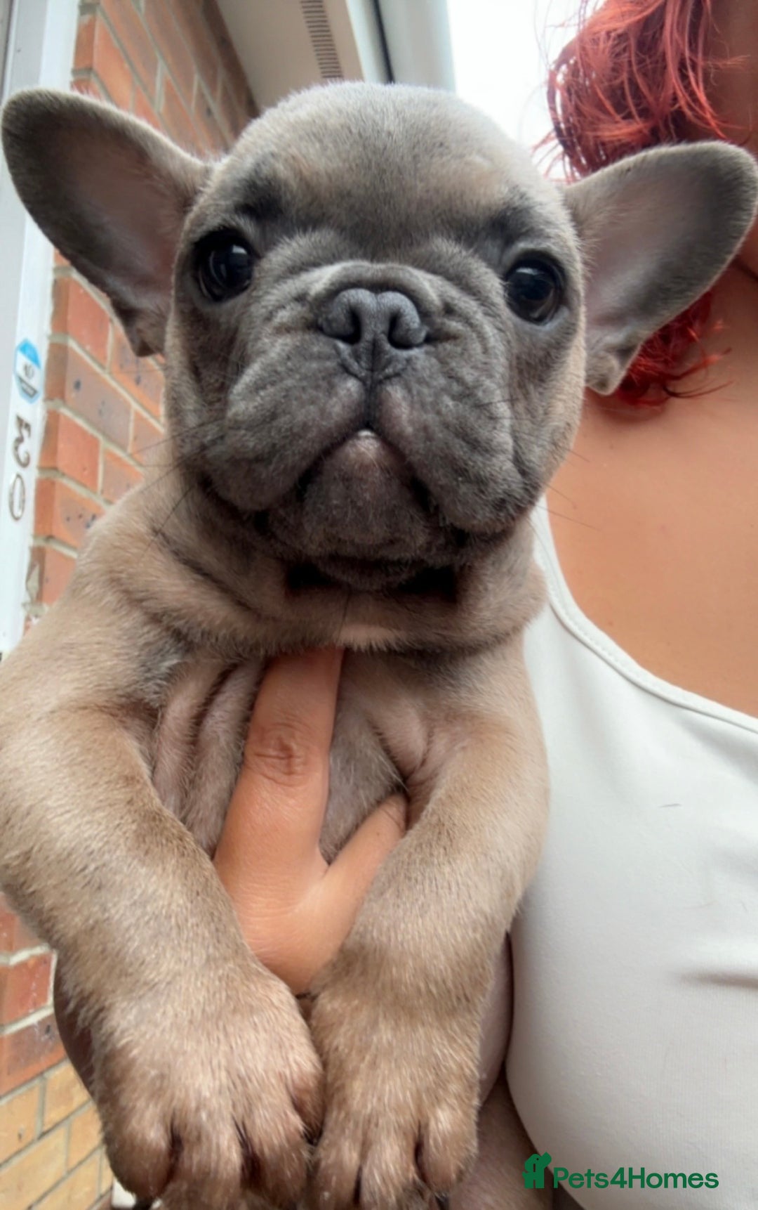 French Bulldog dogs for sale: Male French bulldog  - Image 2