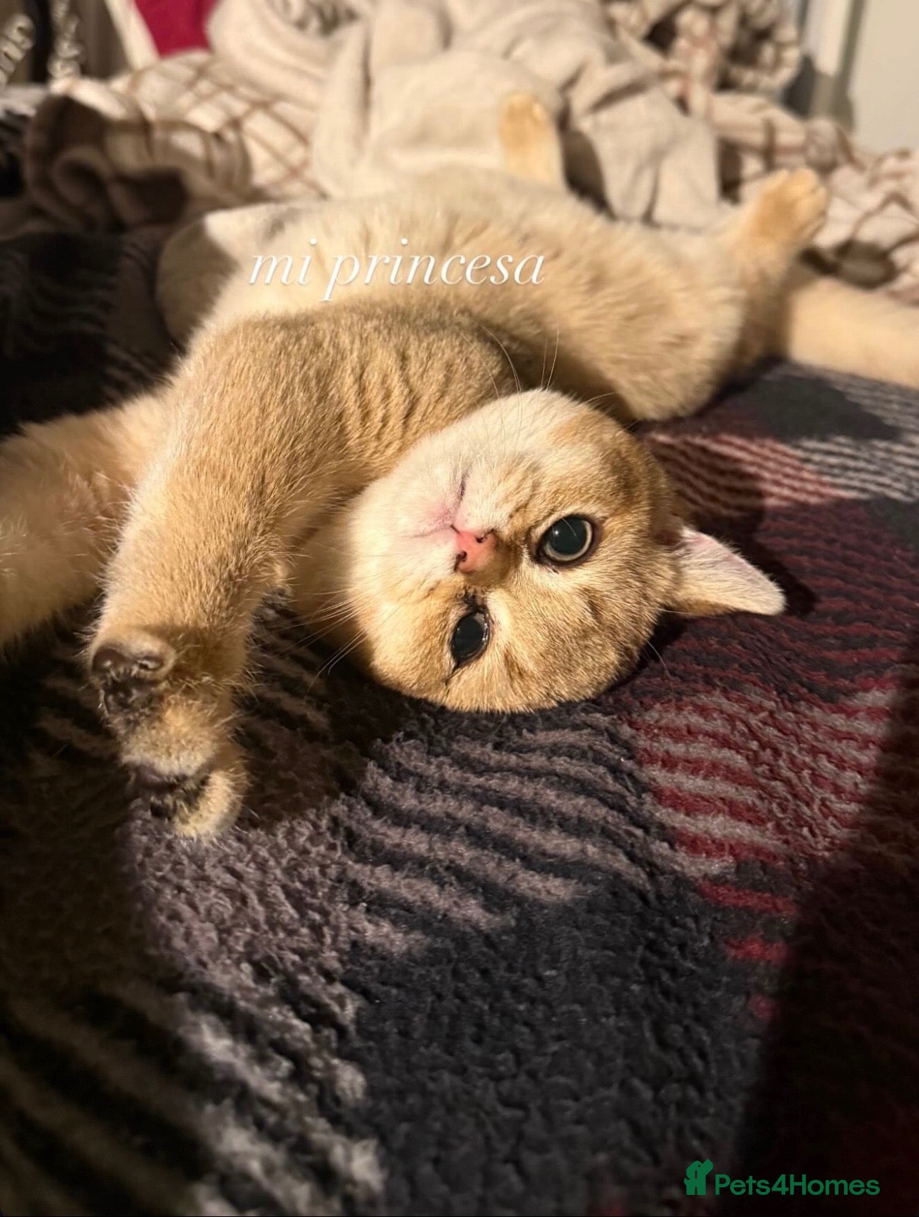 Scottish Fold cats Beautiful Scottish Fold Chinchilla Kitten  🐾💙 - Advert 1