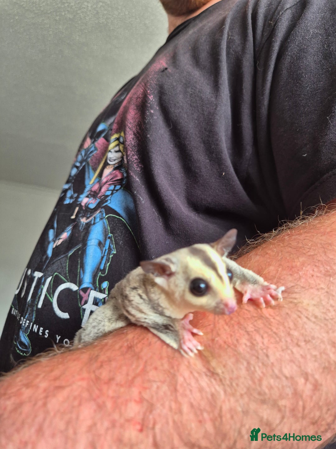 Sugar Glider rodents for sale: Sugar gliders unrelated ready 18th  - Image 10