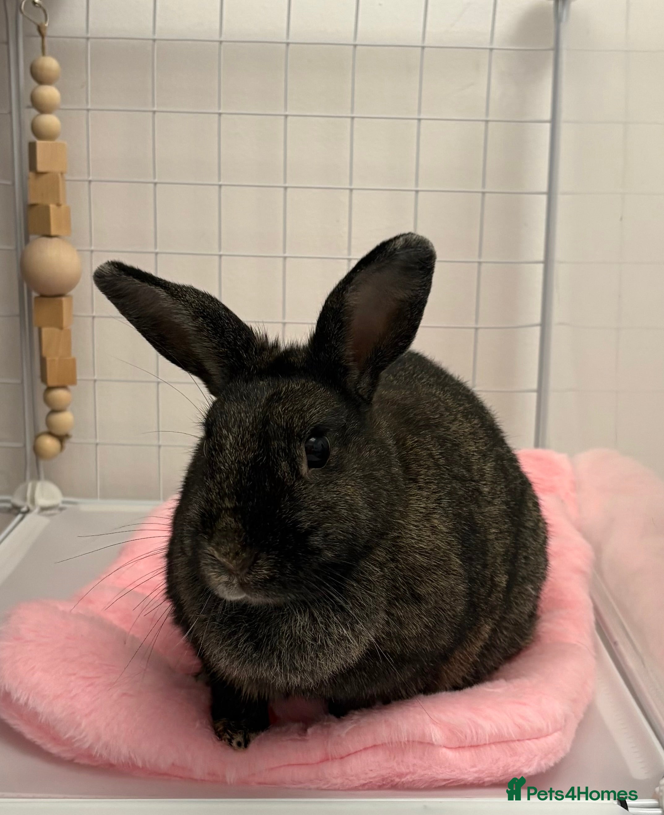 Mixed Breed rabbits Indoor Rabbit Plus Full Set Up/Etc. For Sale - Advert 6