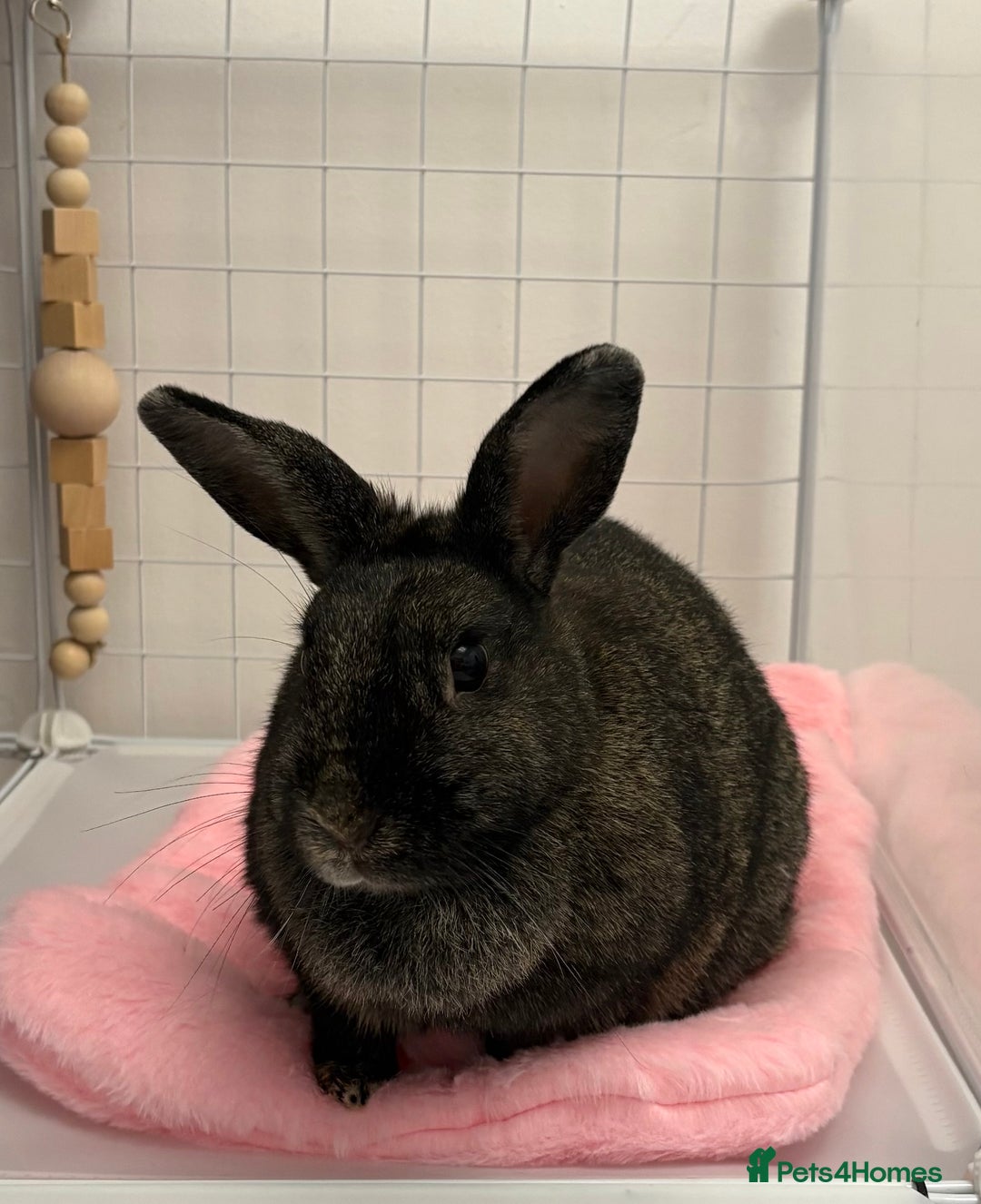 Mixed Breed rabbits for sale: Indoor Rabbit Plus Full Set Up/Etc. For Sale - Advert 1