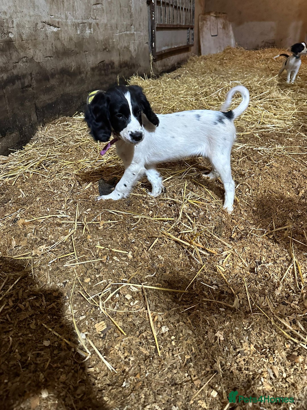 English Springer Spaniel dogs for sale: Springer spaniel pups for sale  - Advert 9