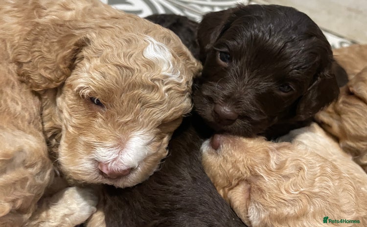 Cockapoo dogs - Advert 11