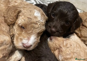 Cockapoo dogs - Advert 5