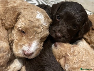 Cockapoo dogs - Advert 2