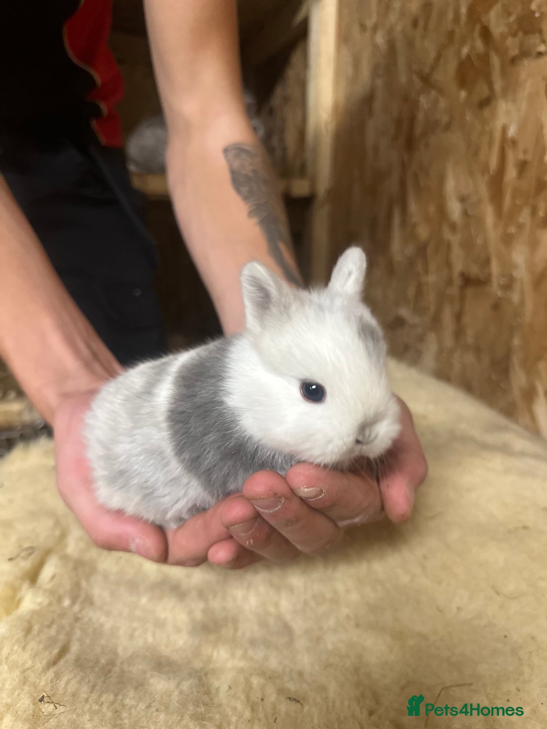 Netherland Dwarf rabbits for sale: Baby netherlands dwarfs ready in 4 weeks - Image 4