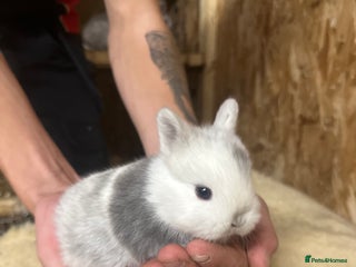 Netherland Dwarf rabbits - Advert 11