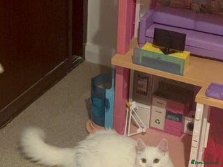 Domestic Shorthair cats White domestic shorthair - Advert 4