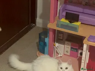 Domestic Shorthair cats White domestic shorthair - Advert 20