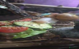 Snails invertebrates for sale: 2 Subadult giant African land snails - Image 2