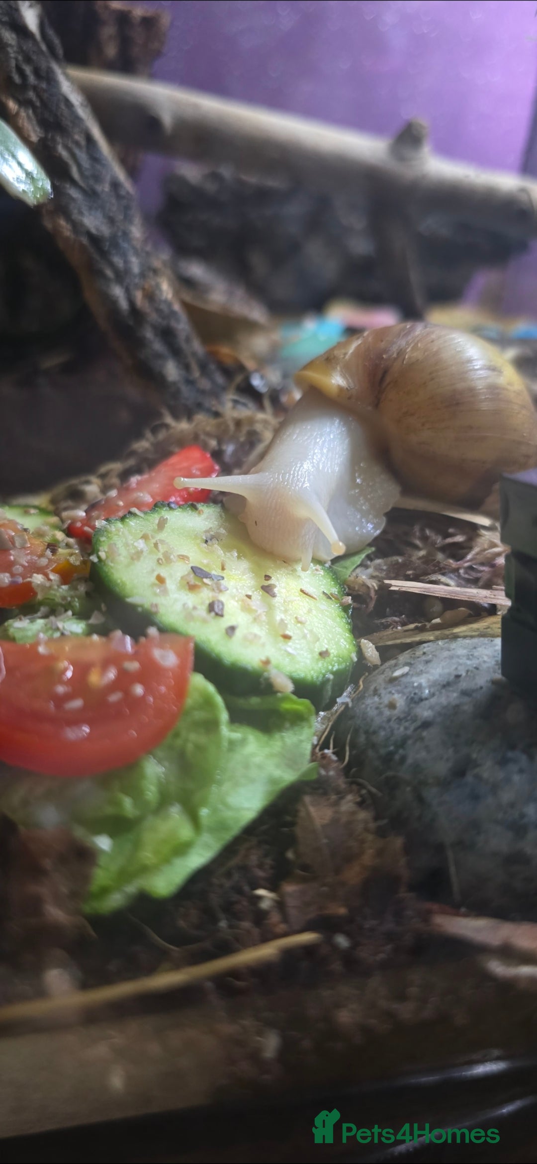 Snails invertebrates for sale: 2 Subadult giant African land snails - Image 2