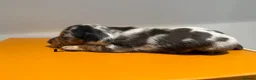 Miniature Dachshund dogs for sale: EXTREME CUTENESS! MINIATURE DACHSHUND PUPPIES ❤️🤍 - Advert 1