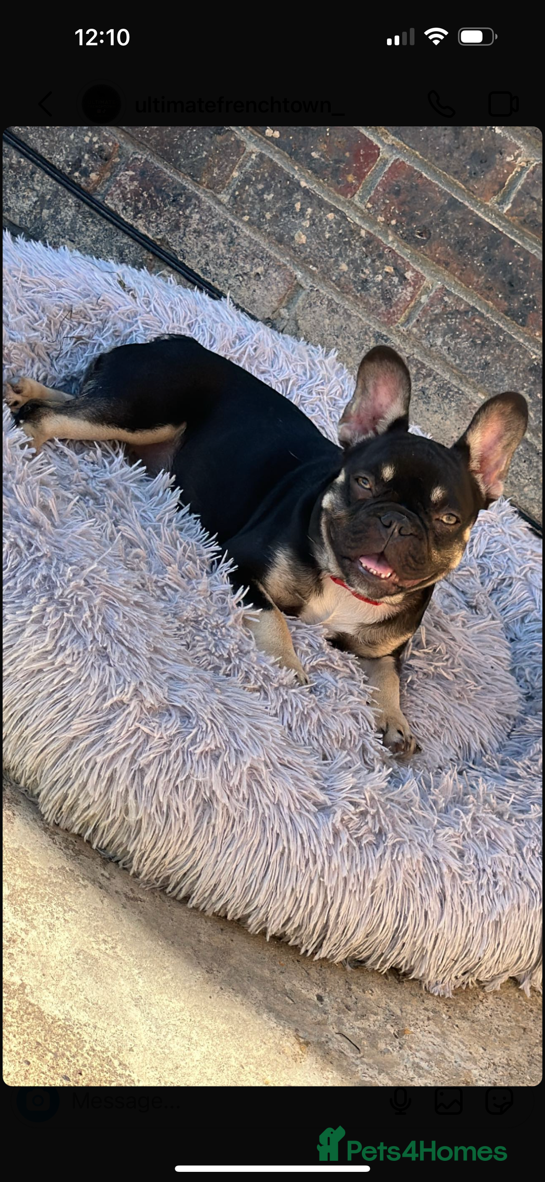 French Bulldog dogs for sale: Female French bulldog AGE 3  - Image 3
