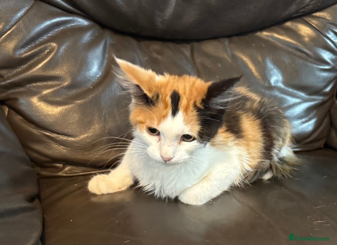 Maine Coon cats for sale: Mainecoon cross kittens  in Romford - Image 7
