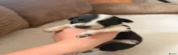 Mixed Breed dogs for sale: 🐾✨ TWO Border Collie x Blue Heeler Pups left ✨🐾 - Advert 34