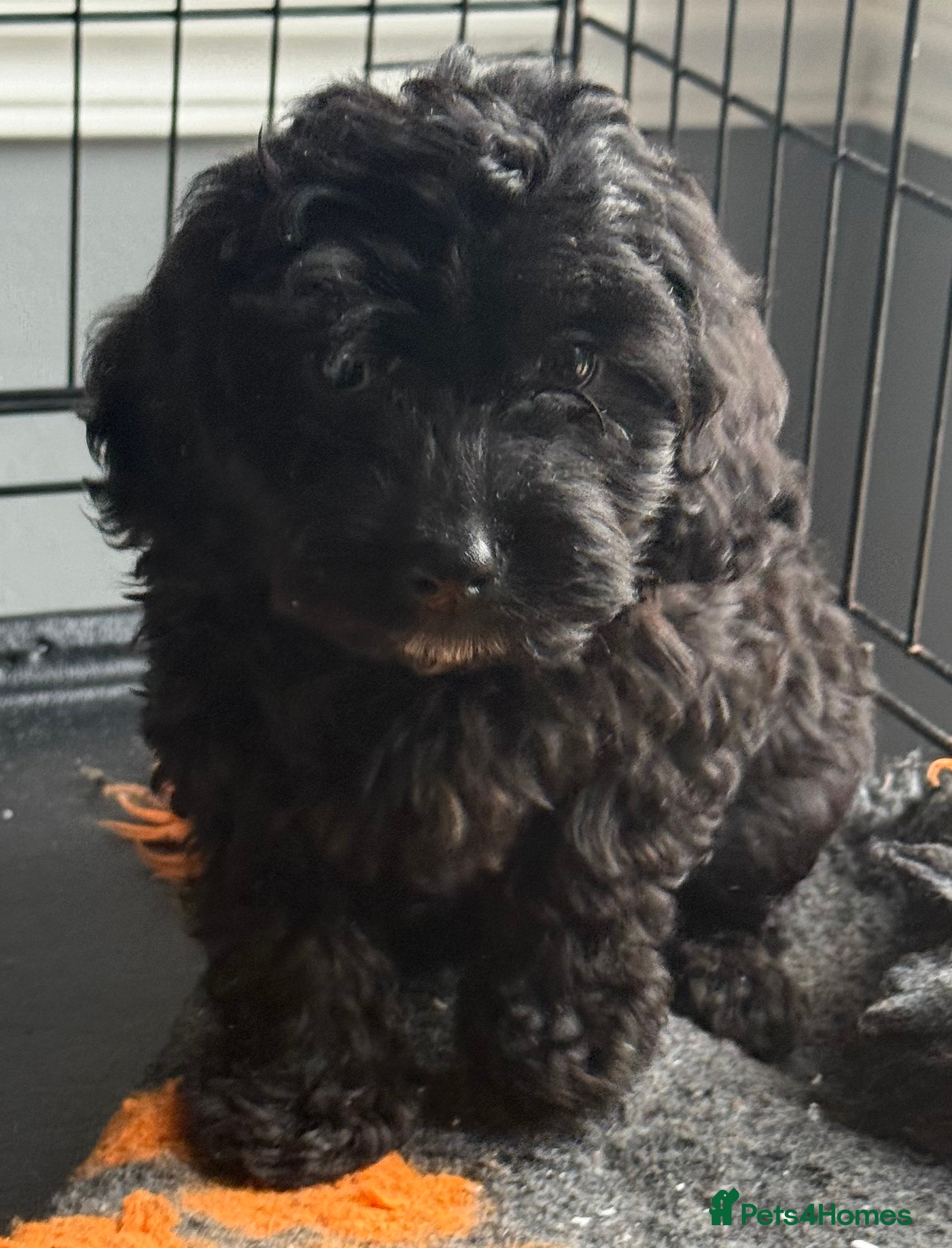 Cockapoo dogs Beautiful  merle cockapoos  - Advert 11