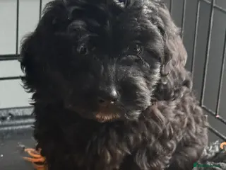 Cockapoo dogs Beautiful merle cockapoos - Advert 11