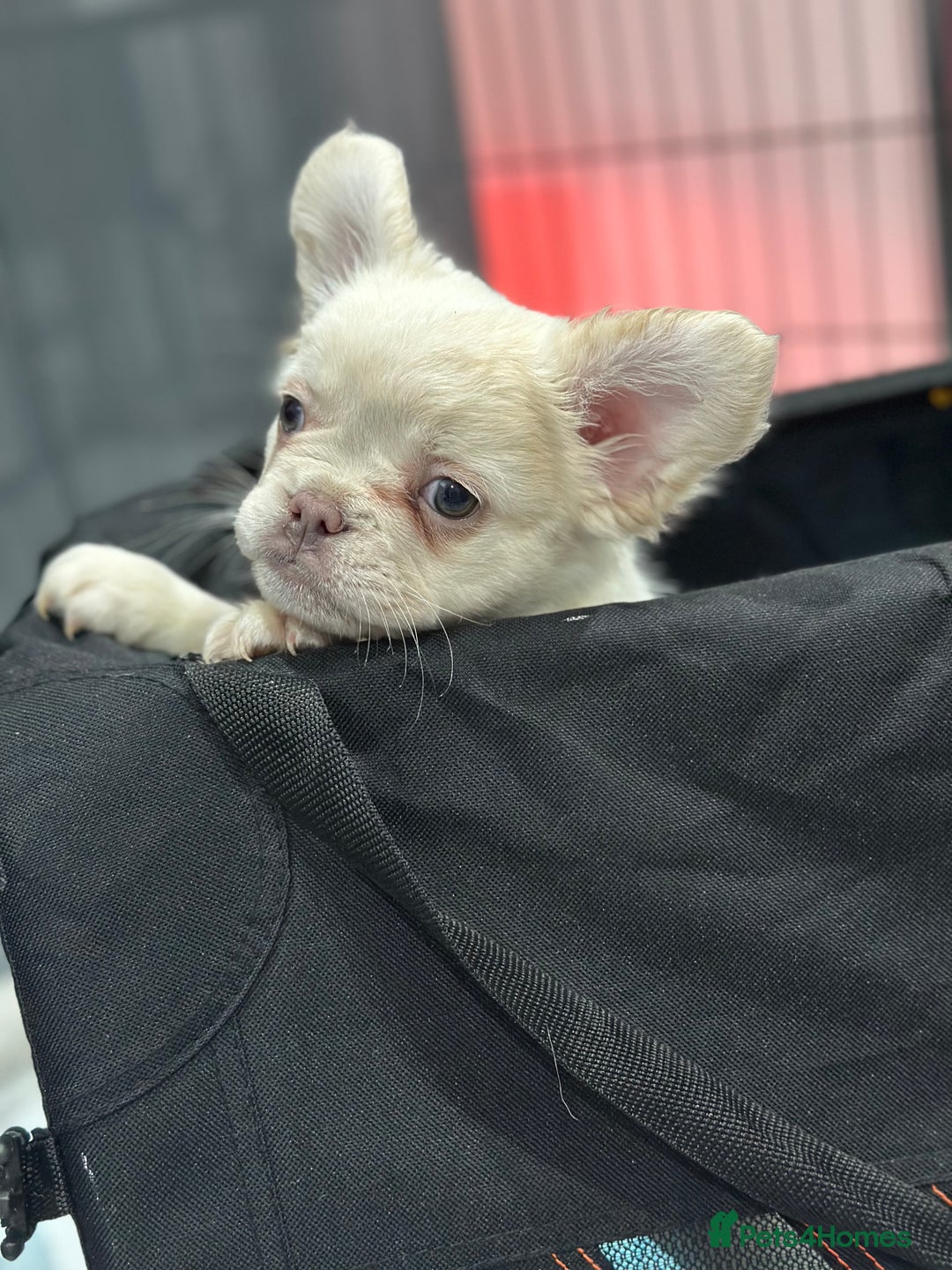 French Bulldog dogs for sale: LAST GIRL LEFT fluffy French bulldogs  - Advert 7