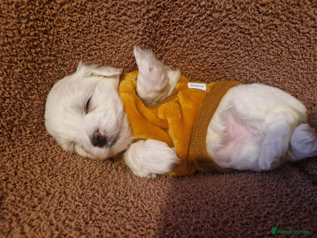 Maltese dogs for sale: Toy size miniture Maltese  🐶 💖  - Advert 7