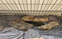 Staffordshire Bull Terrier dogs for sale: Staffordshire bull terrier  - Image 4