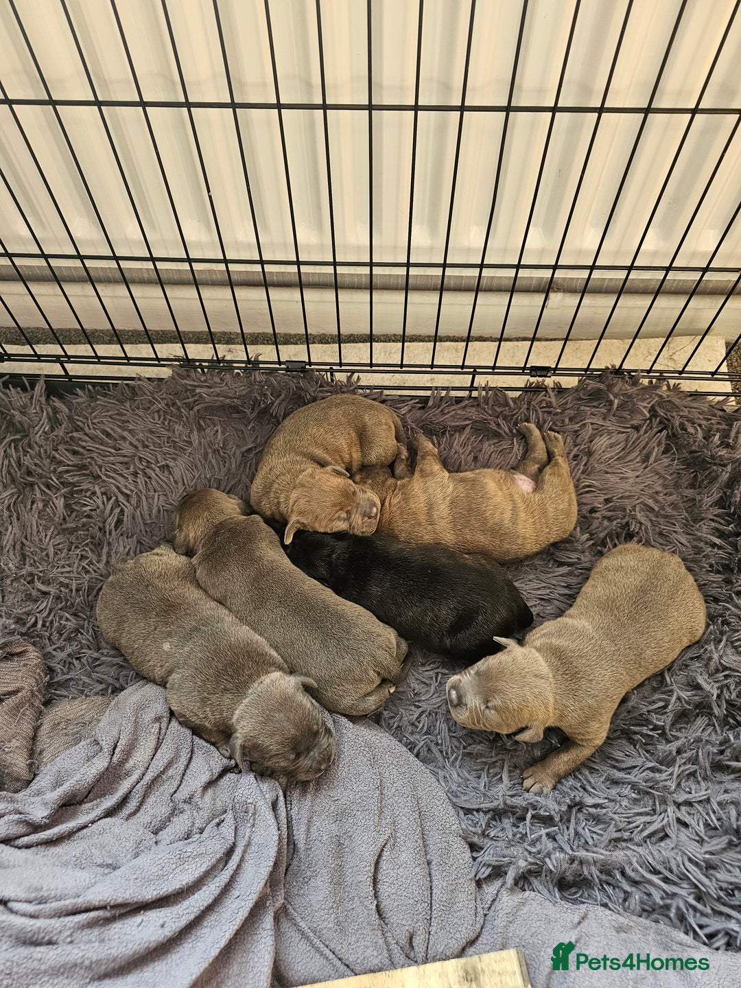 Staffordshire Bull Terrier dogs for sale: Staffordshire bull terrier  - Image 4