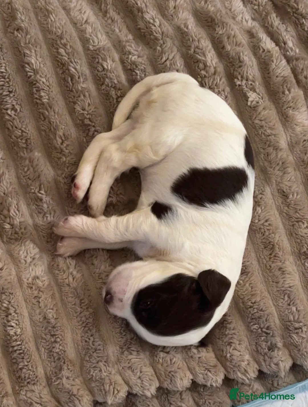 Sprocker dogs for sale: Liver and white sprocker spaniels  - Advert 14