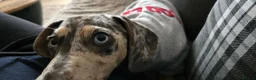 Dachshund dogs for stud: Sausage for stud! - Advert 21
